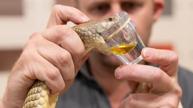 Snakes alive! Nature's greatest storyteller turns 100