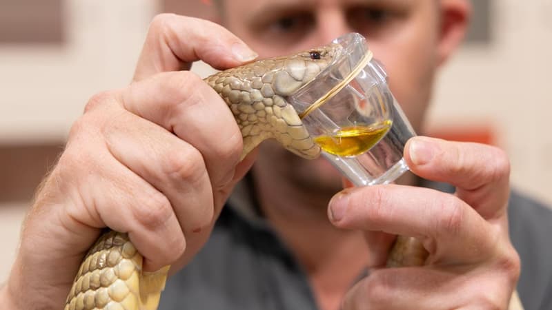 Snakes alive! Nature's greatest storyteller turns 100