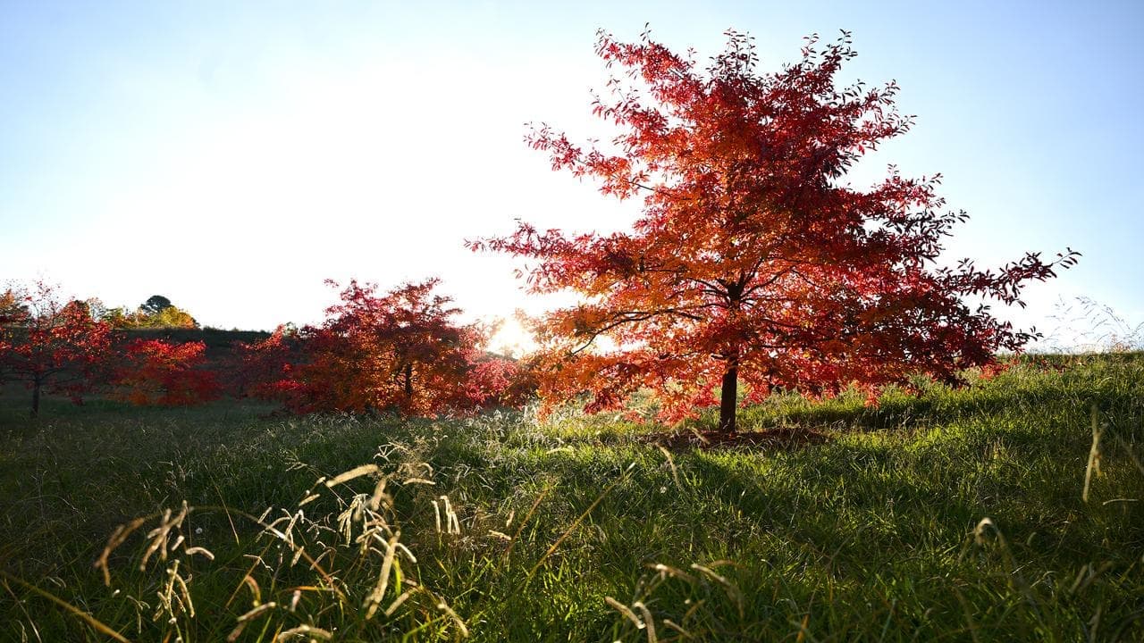 Australia's city in a park through an autumn lens