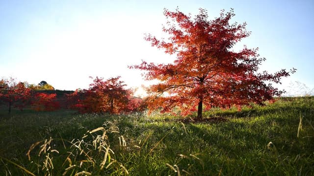 Australia's city in a park through an autumn lens