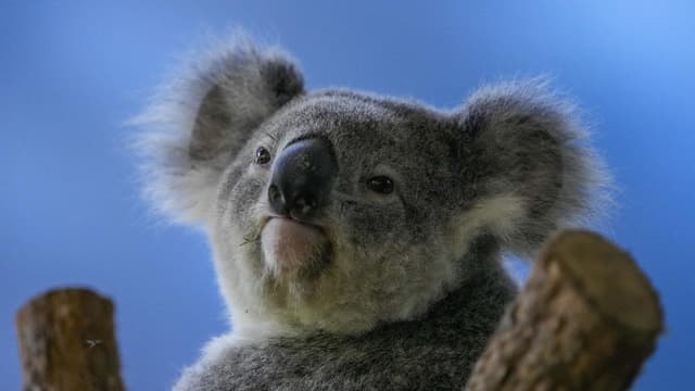 Koala mass grave image falsely linked to renewable energy project