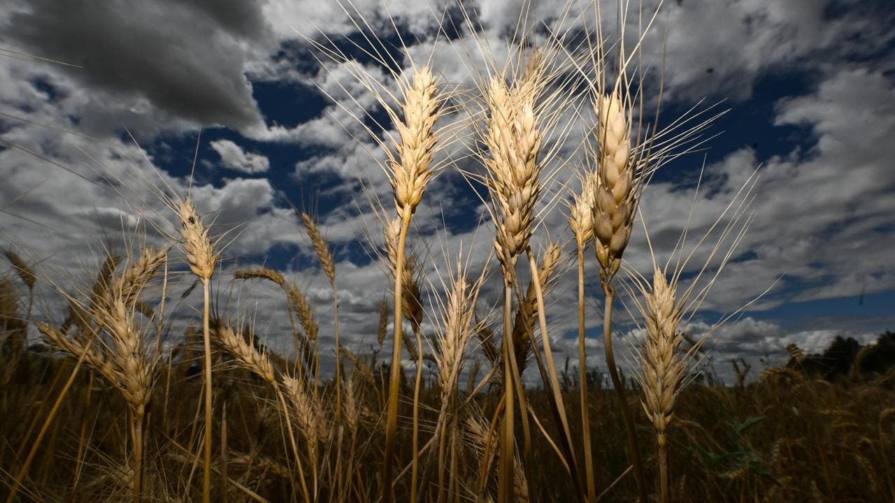 Global glut hits grain handler as farmers hold back