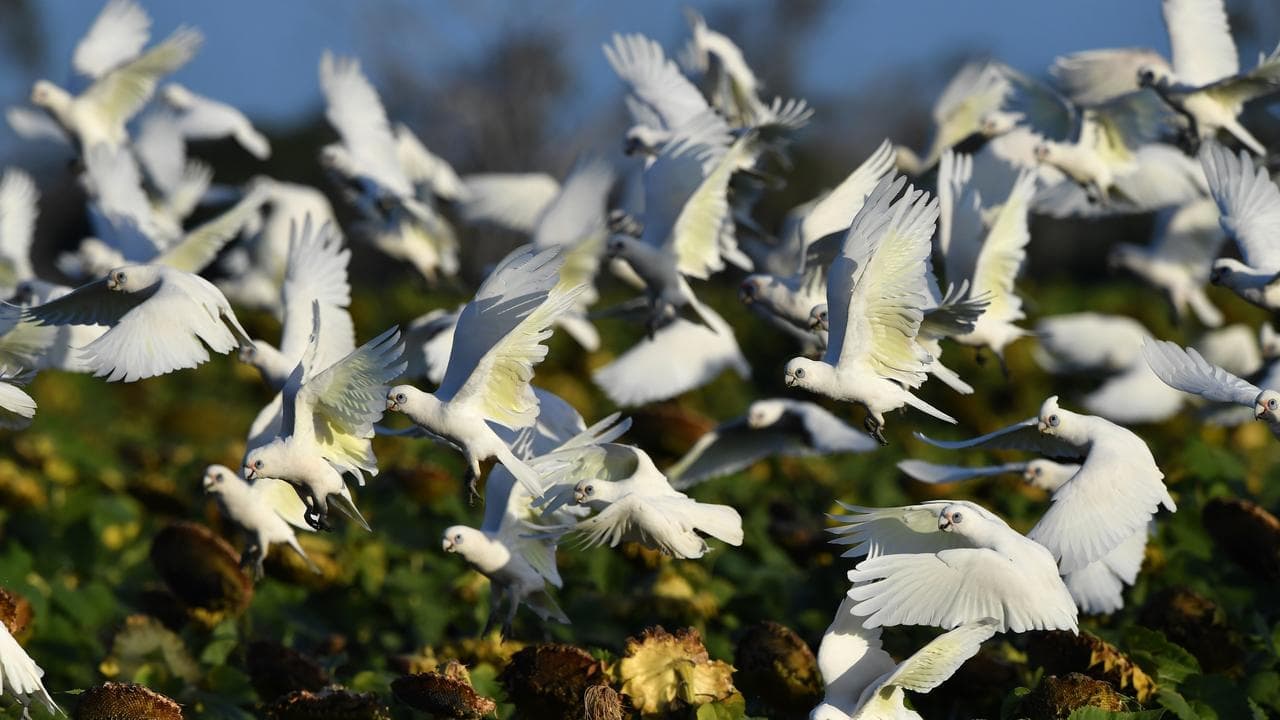 Cattle station gets permit to kill 20,000 parrots