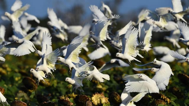 Cattle station gets permit to kill 20,000 parrots