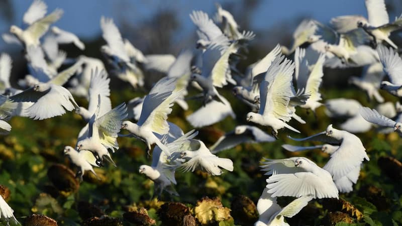 Cattle station gets permit to kill 20,000 parrots