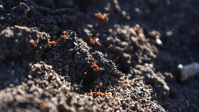 Invasive fire ants continue march into inner-city park