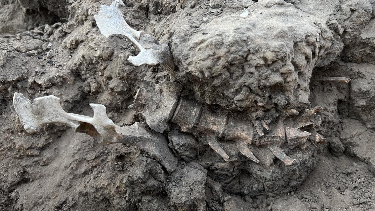 Beloved dingo grave reveals ancient First Nations bond