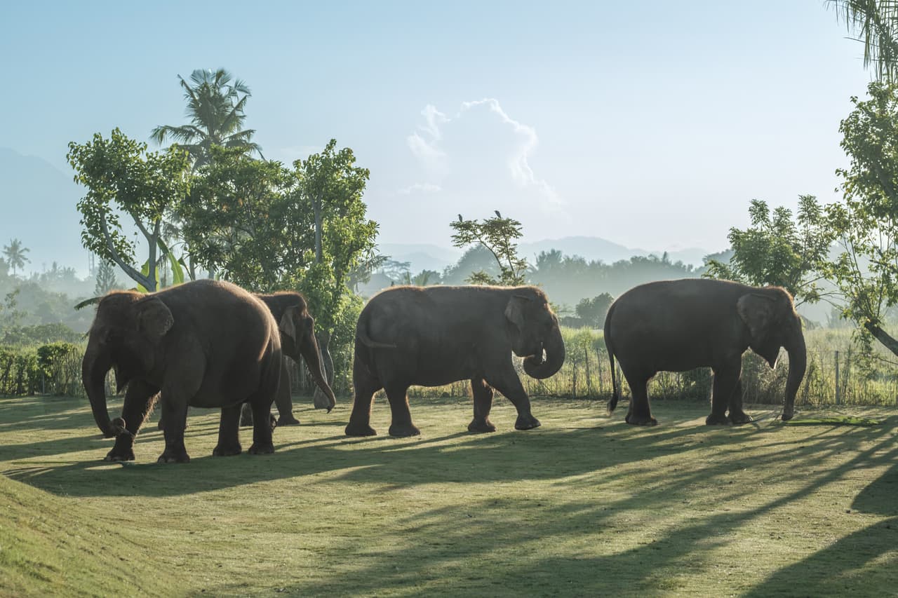 Bali Zoo Launches Elephant Explorer, A New Approach to Meaningful Elephant Encounters