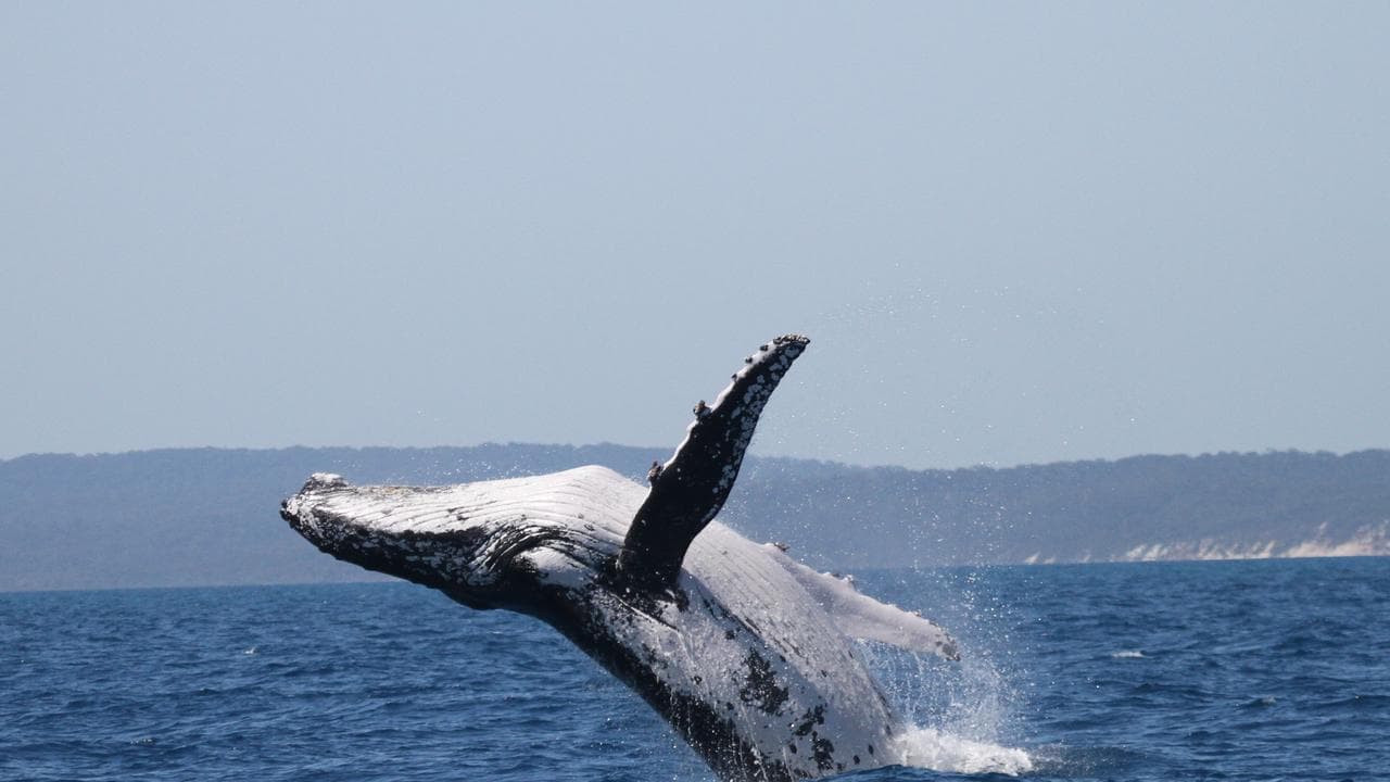 Whales set record swimming between Australia and Brazil