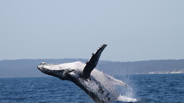 Whales set record swimming between Australia and Brazil