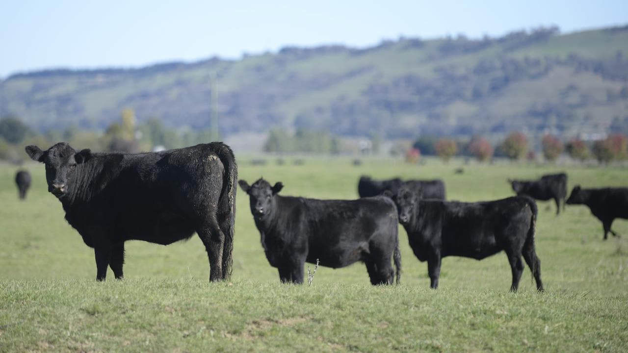 Beef lovers steer it home for billionaire-backed firm