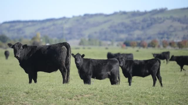 Beef lovers steer it home for billionaire-backed firm