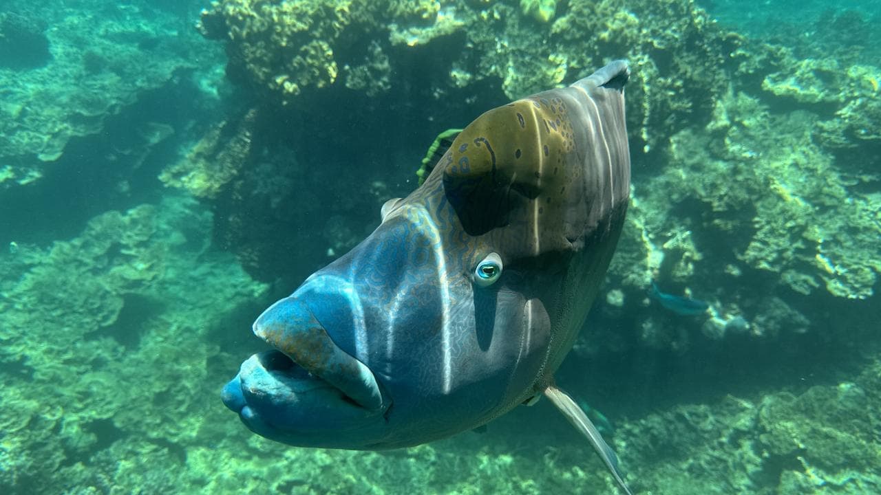 In danger: more reef funding amid dreaded ruling threat