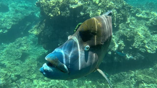 In danger: more reef funding amid dreaded ruling threat