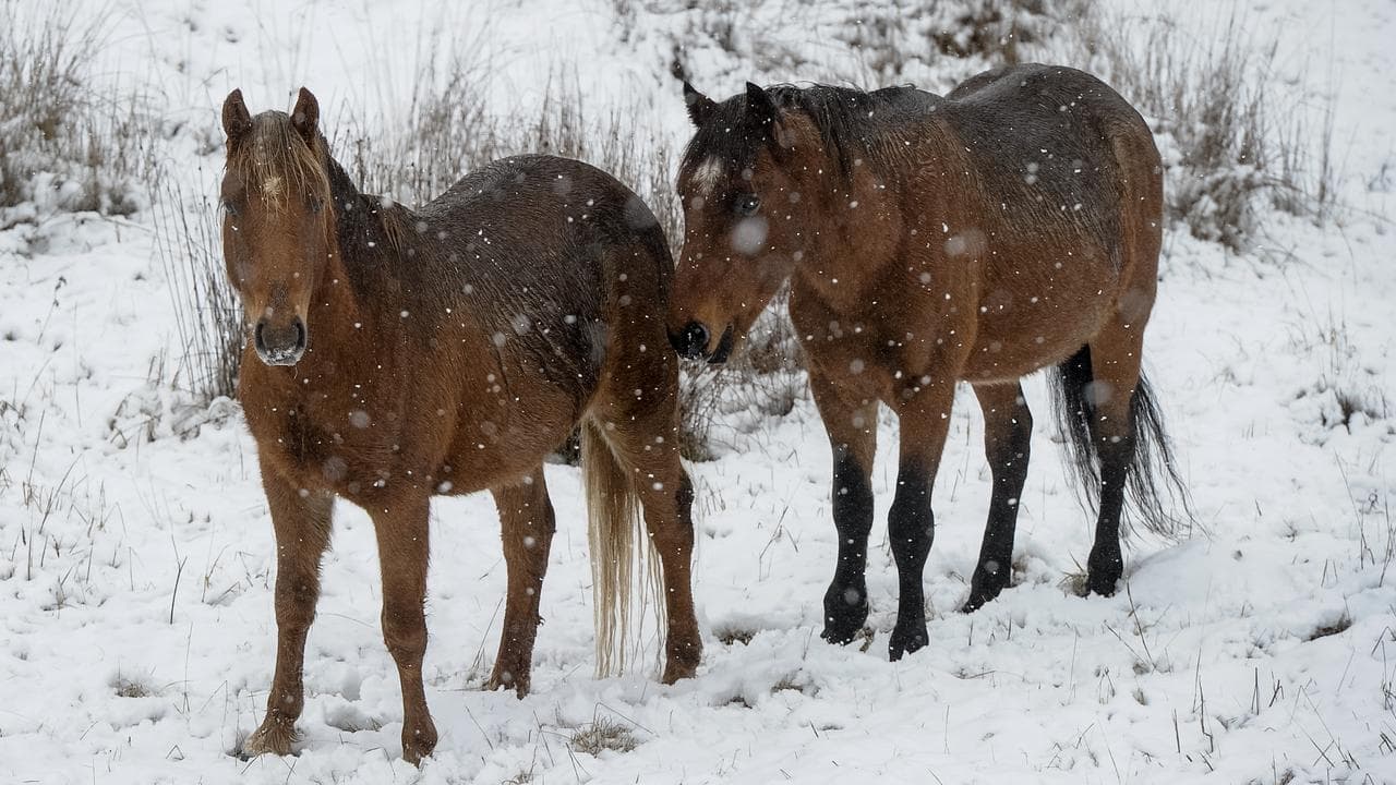 New round of culling after brumby population explodes