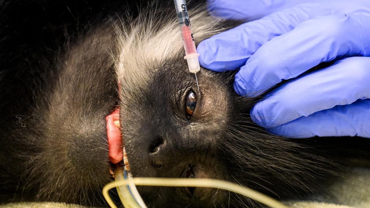 'It becomes normal': behind the scenes at the zoo