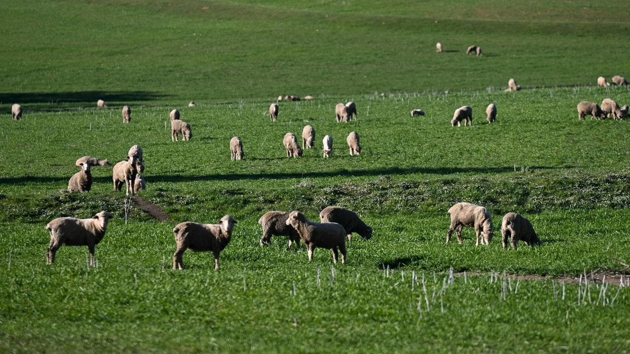 Kiwi firm's sheep-derived healing products sales soar