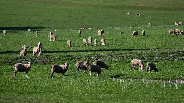 Kiwi firm's sheep-derived healing products sales soar