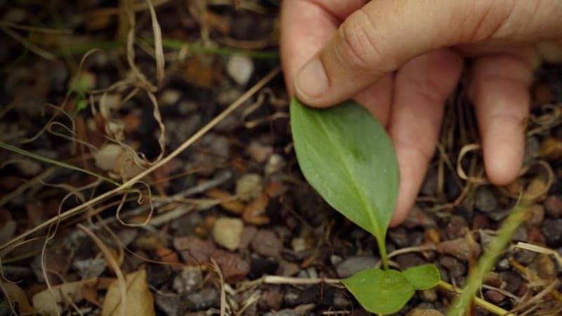 Call to ditch energy hub to save herb from extinction