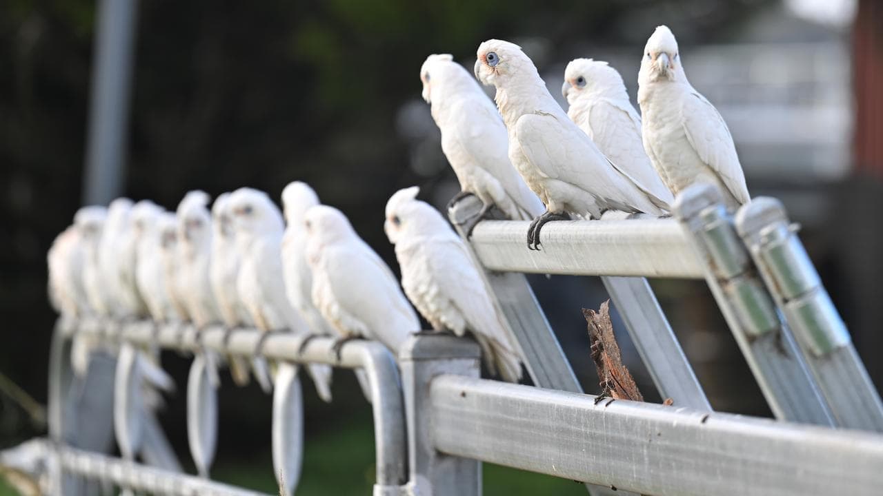 Uncool hobby fast becoming Australia’s favourite