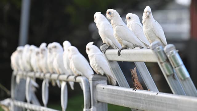 Uncool hobby fast becoming Australia’s favourite