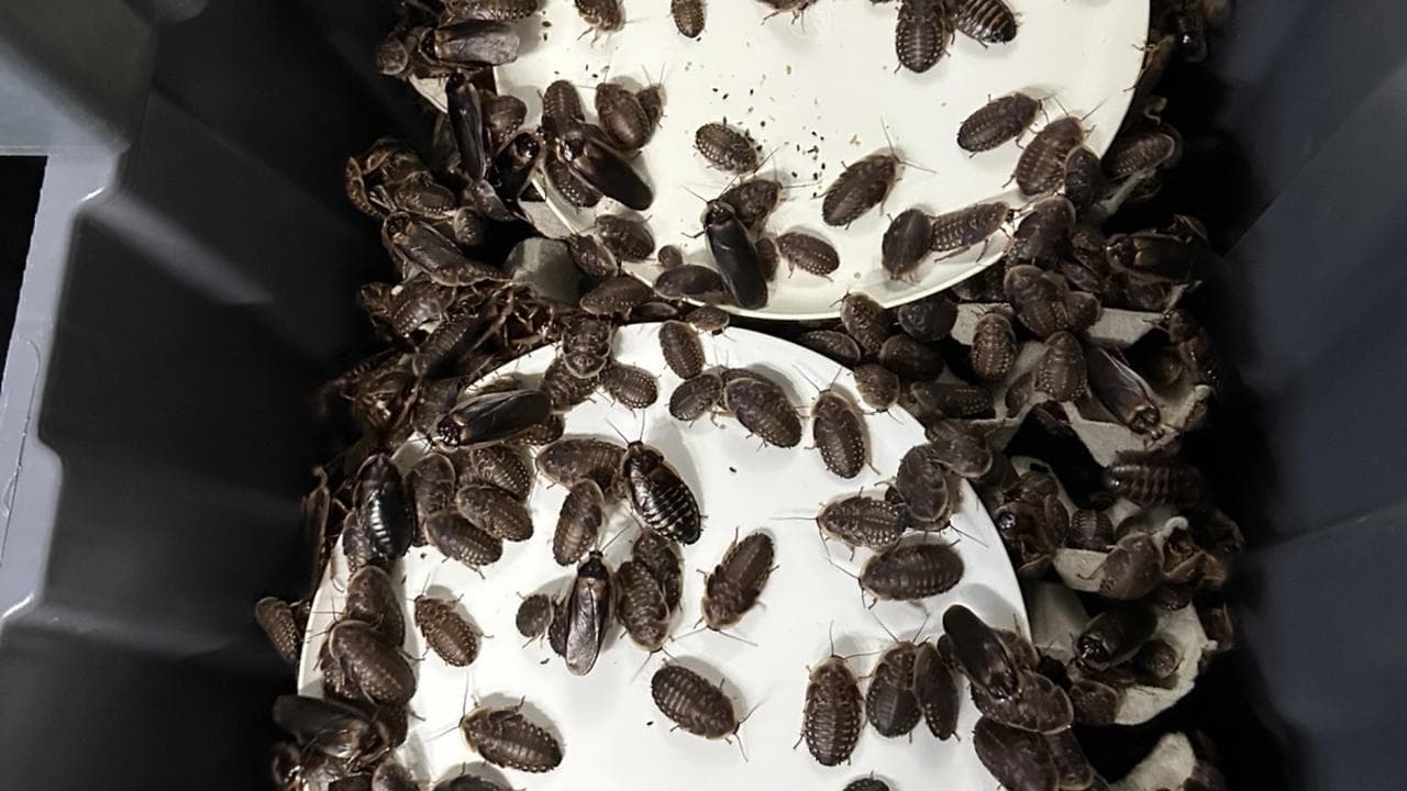 Record bust seizes more than 100,000 exotic cockroaches