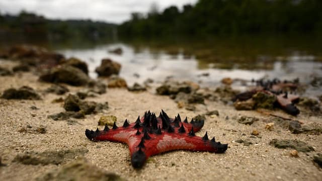 Australia urged to step up climate leadership on oceans