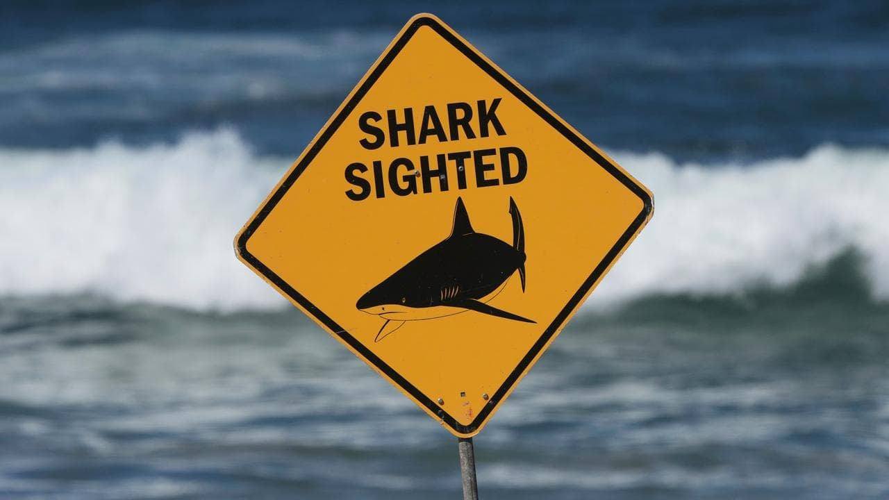 'This is a tragedy': diver dies in shark attack