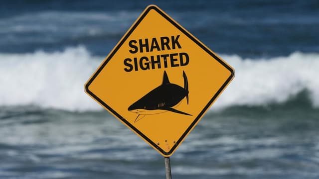 'This is a tragedy': diver dies in shark attack
