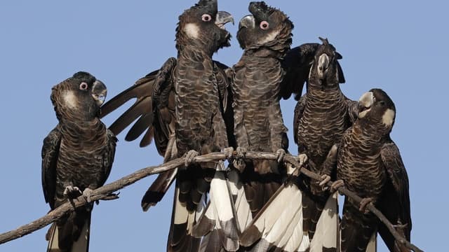 Hopes native tree project will save endangered cockatoo
