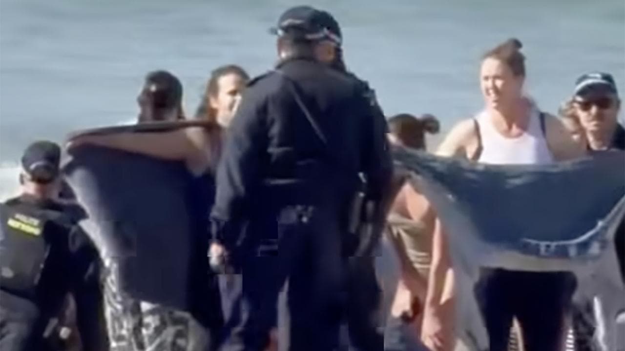 Woman critical, city beaches shut after shark mauling