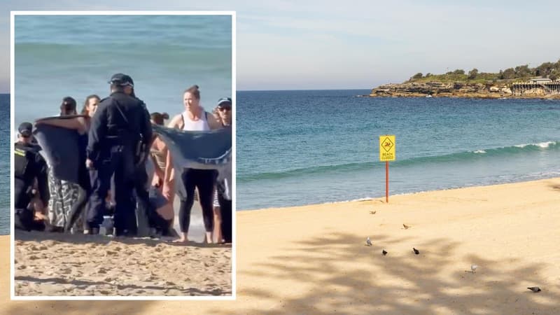 'Incredibly tragic': shark attack spooks swimmers