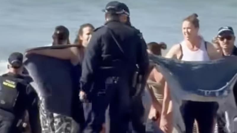 Woman critical after 'terrible' city beach shark attack