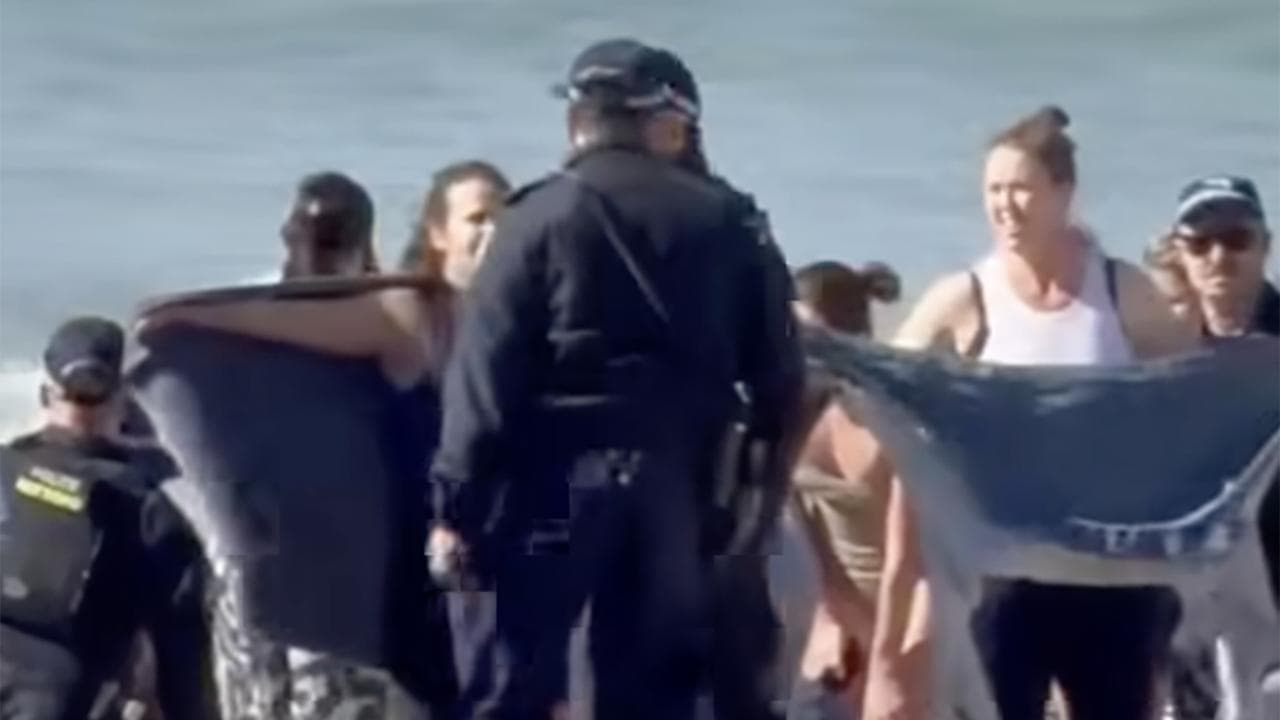 'Nothing off table': shark culls on cards after attack