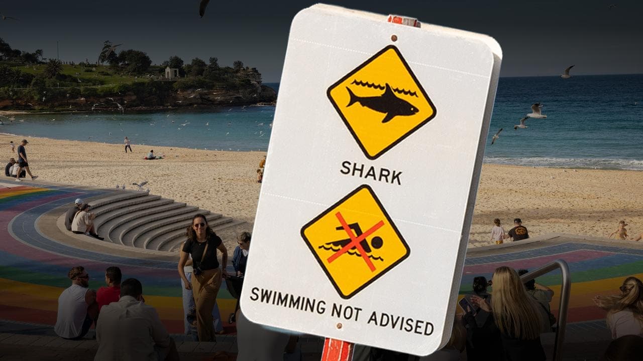 Great white shark culls ruled out after shocking attack