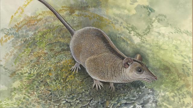 Ancient teeth reveal gaps in marsupial family tree