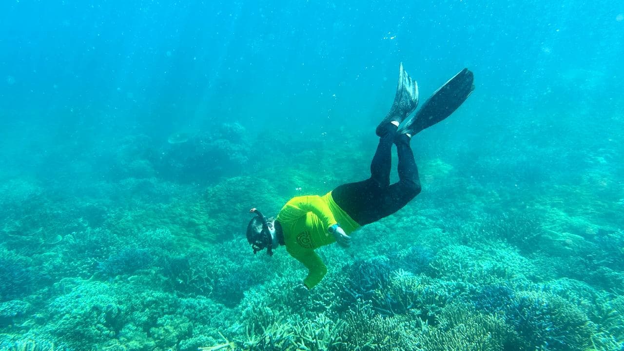 Record reef funding in fight against 'in danger' ruling