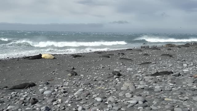 'Sobering': flu strain kills thousands of seal pups