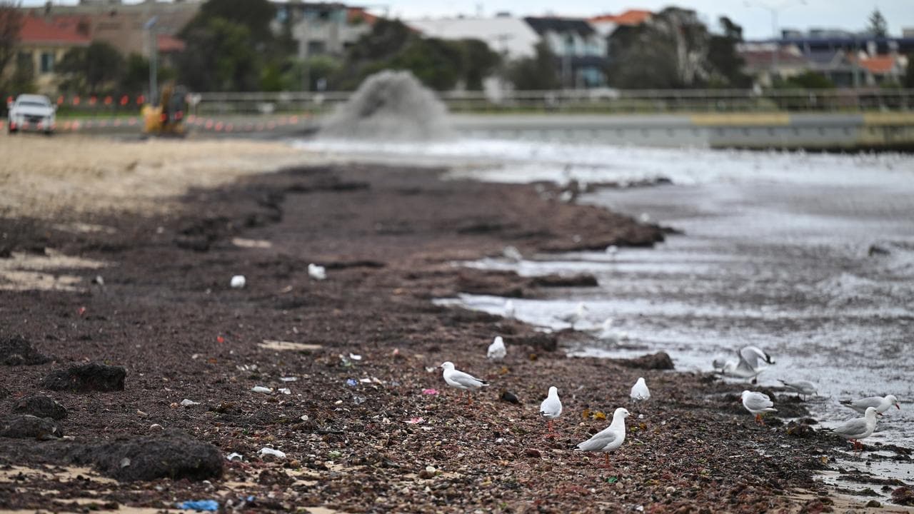 Suspected killer bird flu found on Australian mainland