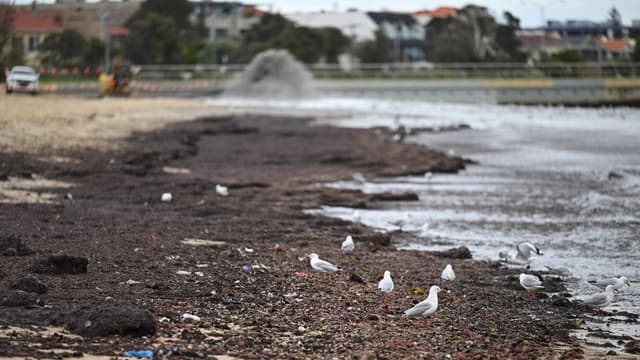 Suspected killer bird flu found on Australian mainland