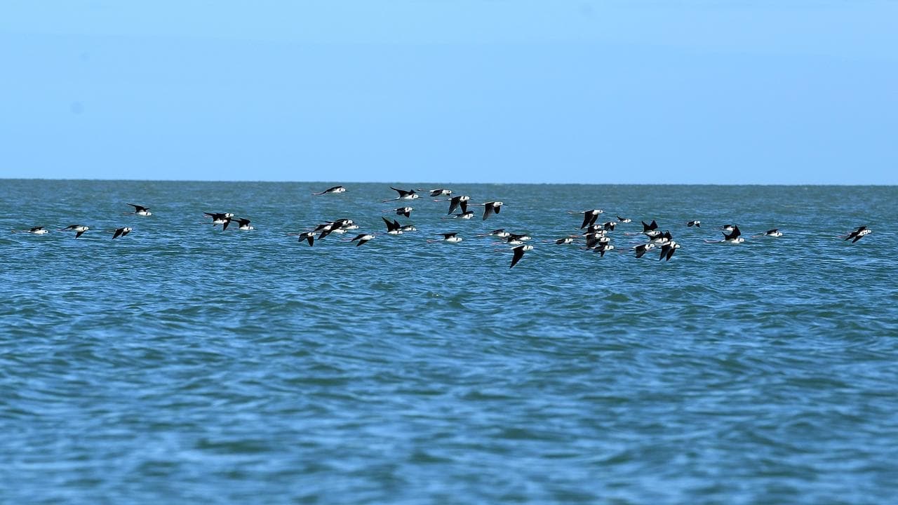 Fears killer bird flu has reached Australian mainland