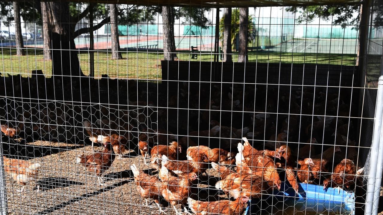 Bird flu outbreak could leave industry devastated