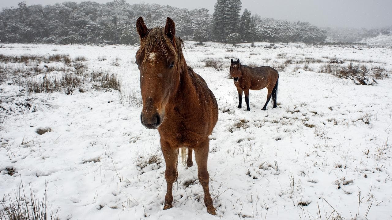 Opposition leader takes shot at 'inhumane' brumby culls