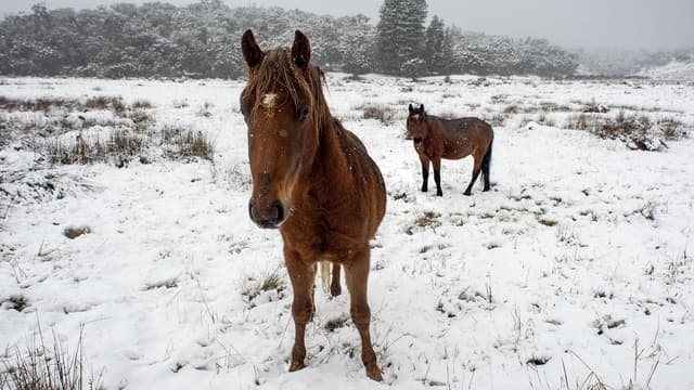 Opposition leader takes shot at 'inhumane' brumby culls