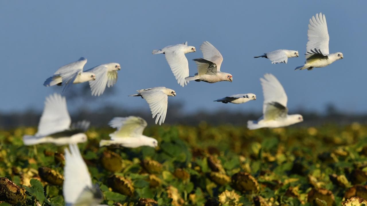 Reports for sick birds surge but no new cases detected