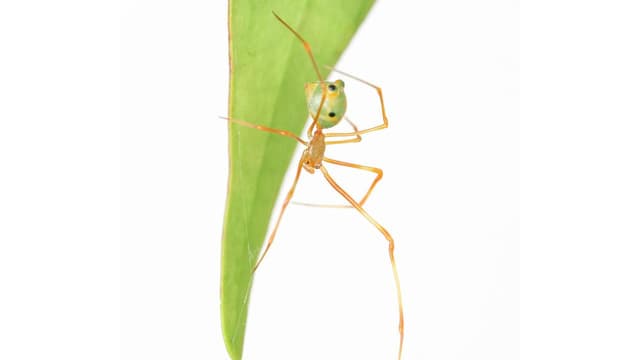 Going ballistic: spider spins a spring-loaded trap