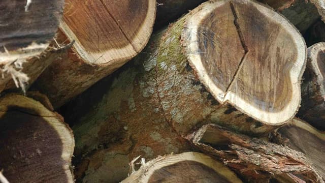 Questions raised over $1.5 billion logging transition