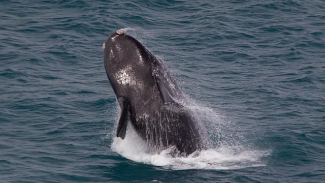 Why whales are making Star Wars sounds in Aussie waters