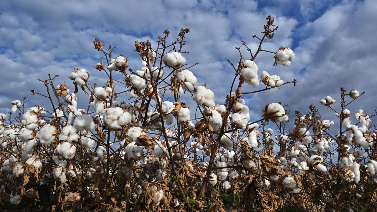 Health fears after weedkiller approved for ongoing use