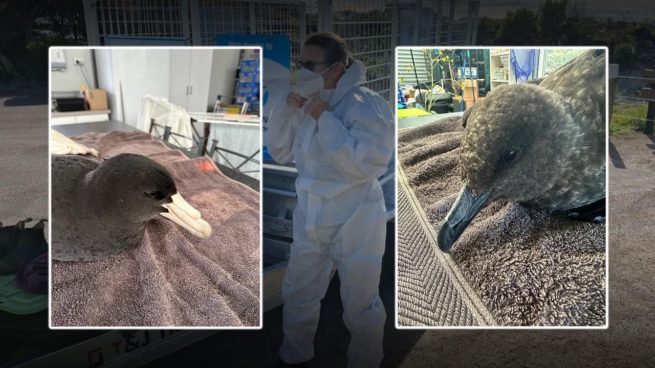 Bird flu outbreak 'inevitable' for Australian wildlife